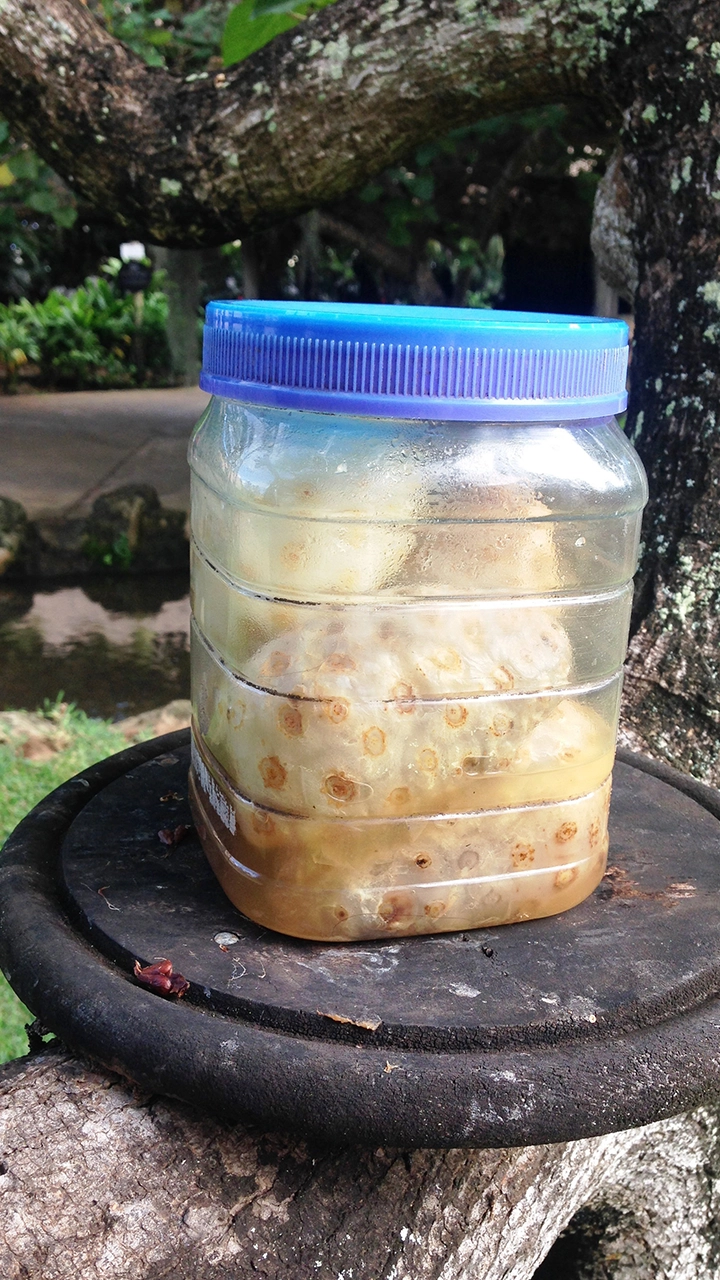 Fruit of a Noni tree in a jar