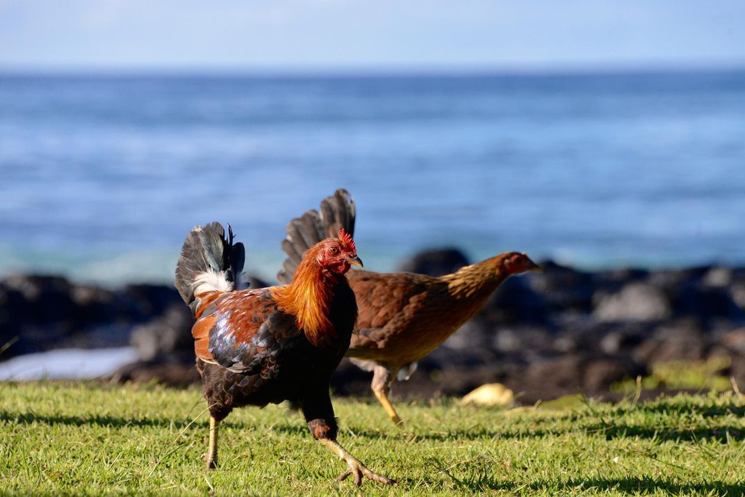Two chickens running on the grass