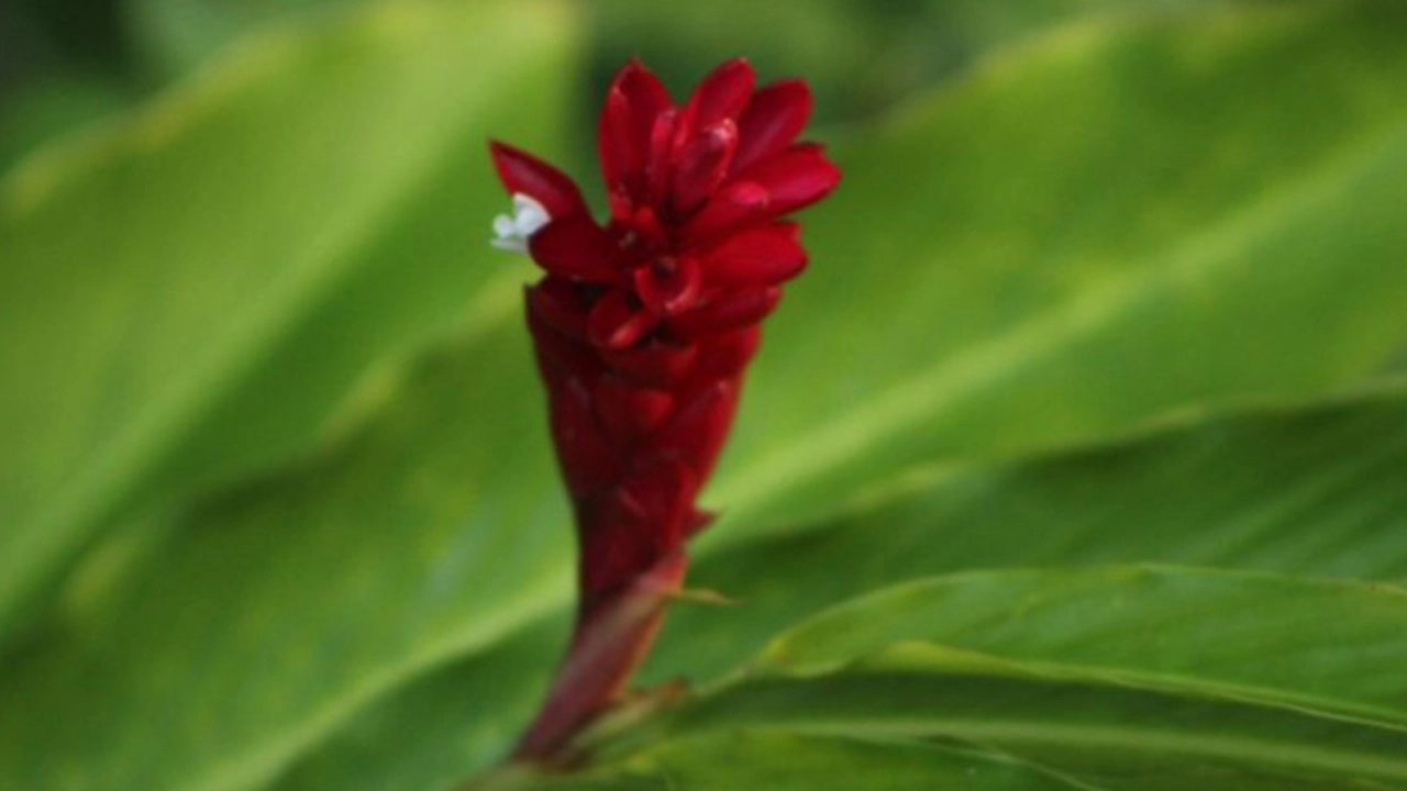 The vibrant red ginger plant is a characteristic tropical plant in Hawaiʻi.