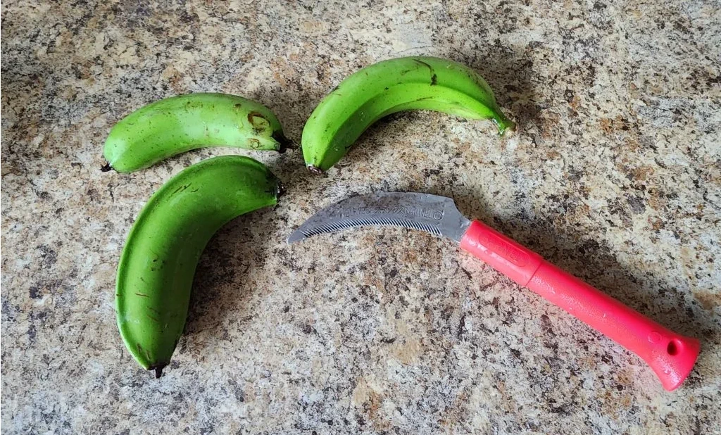 Green bananas next to a harvest knife, ready to be prepped to make Faʻalifu Faʻi.