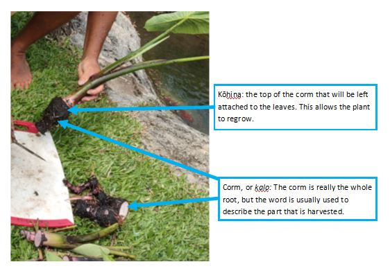 Harvesting part of the corm