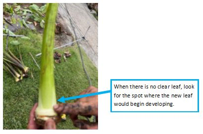 Small, white spot on the side of a stem.