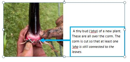 Close-up of bud on corm