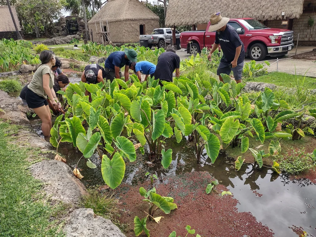 Students harvesting kalo
