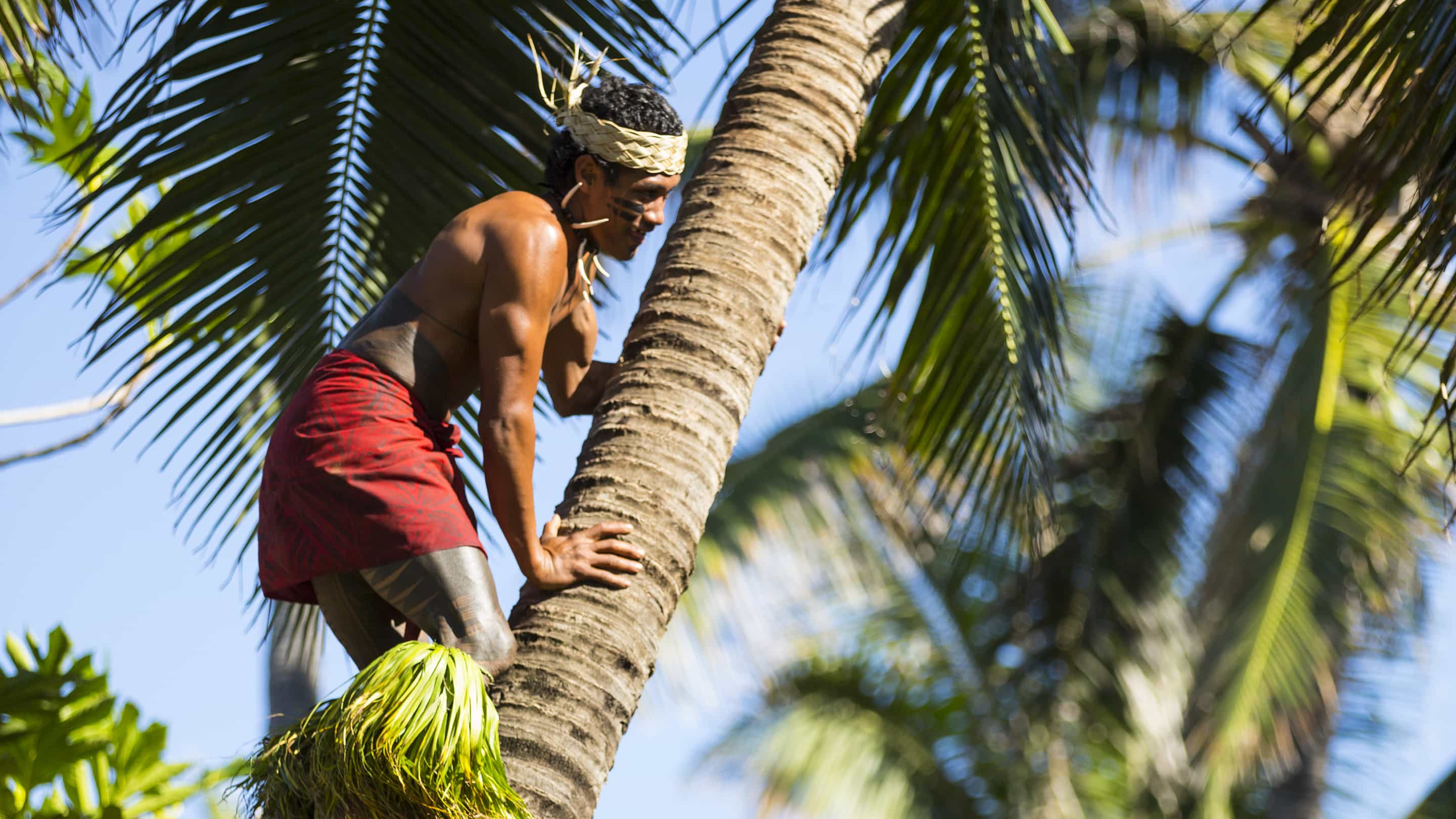 Samoa Climbing the Coconut Tree
